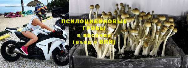 сатива Зеленокумск
